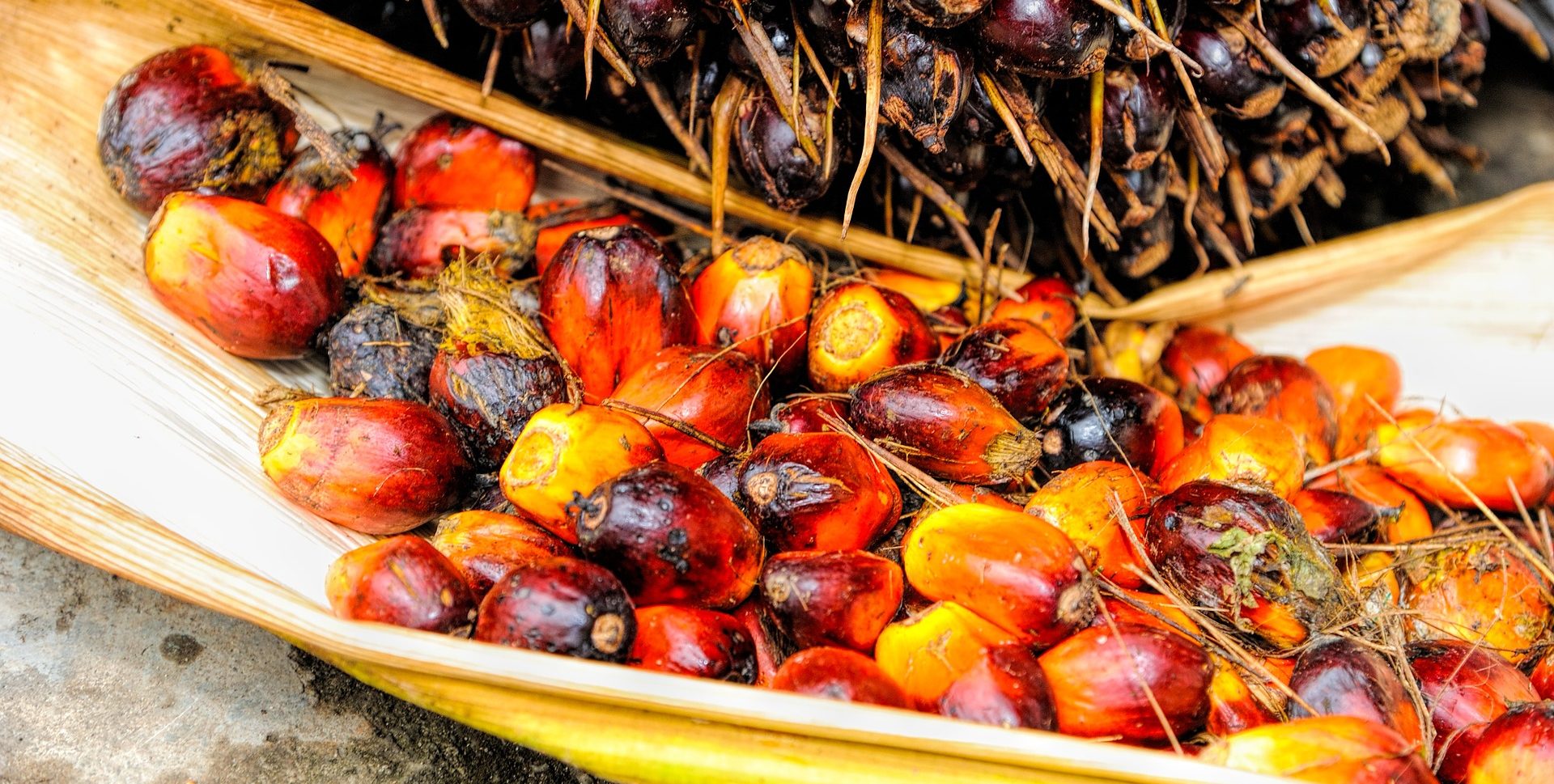 Palm Oil Sustainability Achieved Through Transparency Transparency One