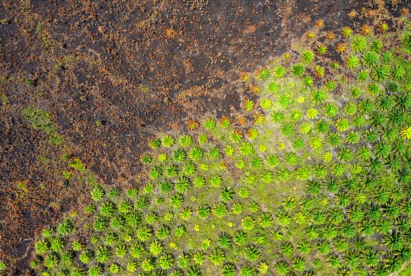 Palm oil plantation replacing burnt down forest in Indonesia